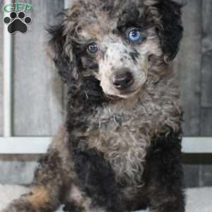 Bobby, Miniature Poodle Puppy